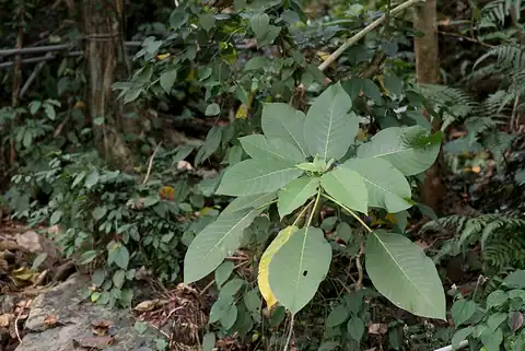 Foto dokumenter Dendrocnide meyeniana