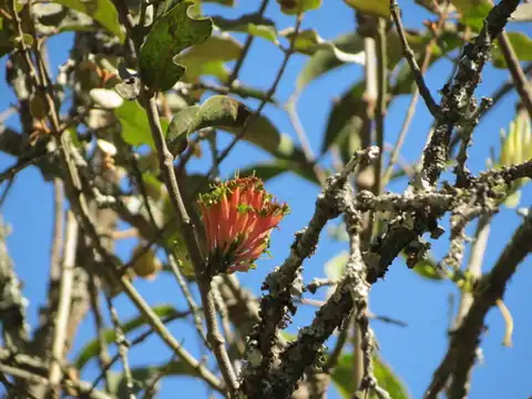 Foto dokumenter Dendrophthoe falcata