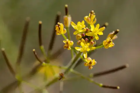 Foto dokumenter Descurainia adenophora