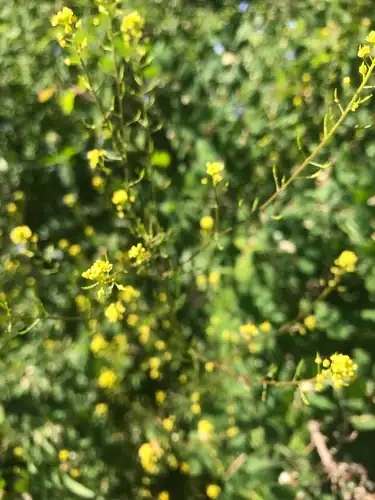 Foto dokumenter Descurainia californica