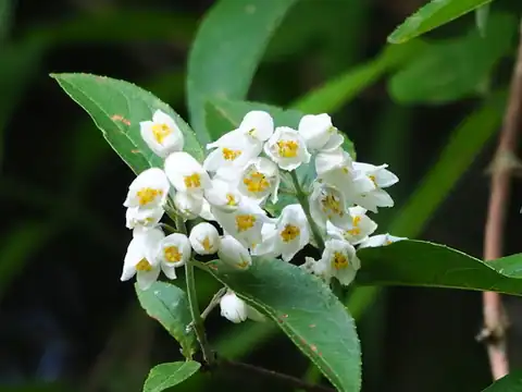 Foto dokumenter Deutzia pulchra