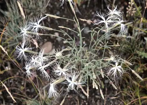 Foto dokumenter Dianthus kuschakewiczii