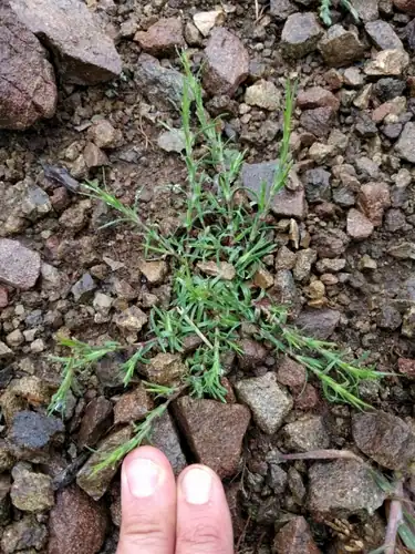Foto dokumenter Dianthus nudiflorus