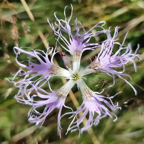 Foto dokumenter Dianthus superbus