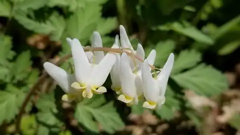 Foto dokumenter Dicentra cucullaria