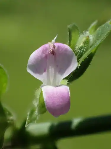 Foto dokumenter Dicliptera chinensis