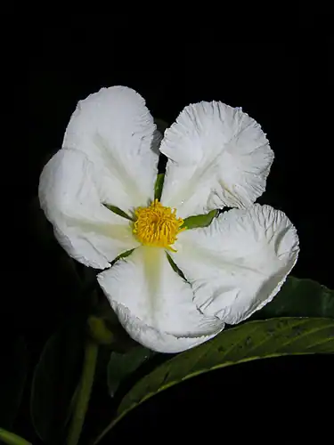 Foto dokumenter Dillenia triquetra