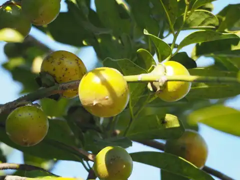 Foto dokumenter Diospyros maritima
