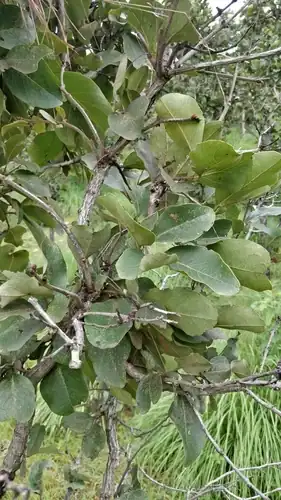Foto dokumenter Diospyros melanoxylon