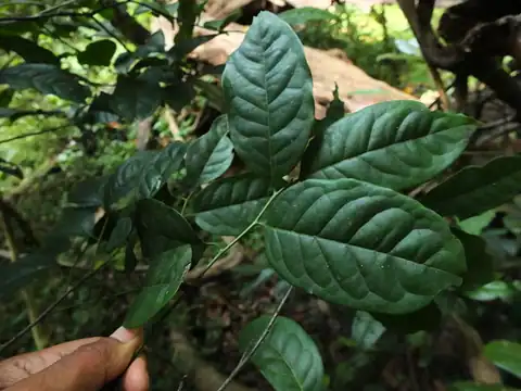 Foto dokumenter Diospyros sylvatica