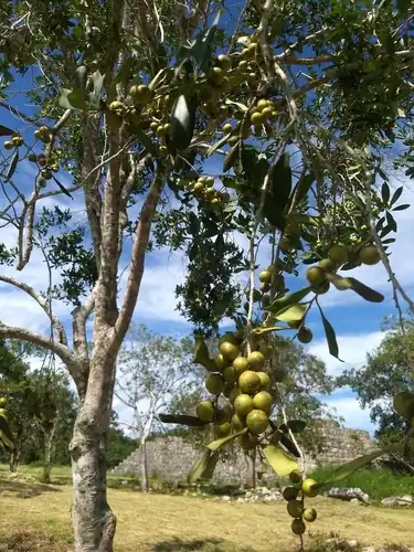 Foto dokumenter Diospyros tetrasperma