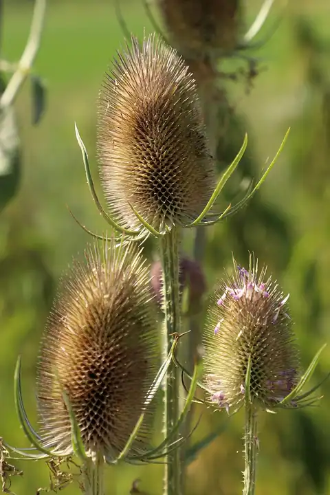 Foto dokumenter Dipsacus fullonum