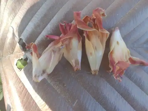 Foto dokumenter Dipterocarpus obtusifolius