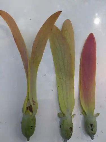 Foto dokumenter Dipterocarpus turbinatus