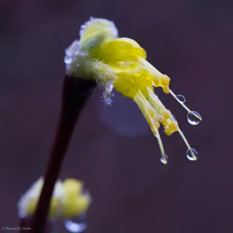 Foto dokumenter Dirca occidentalis