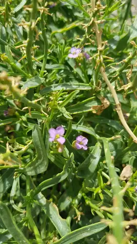 Foto dokumenter Dontostemon crassifolius