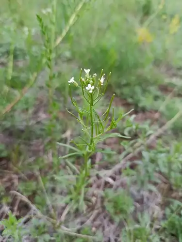 Foto dokumenter Dontostemon micranthus