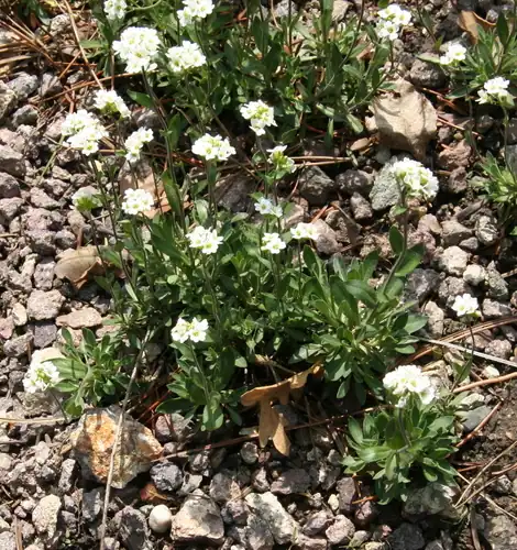 Foto dokumenter Draba arabisans