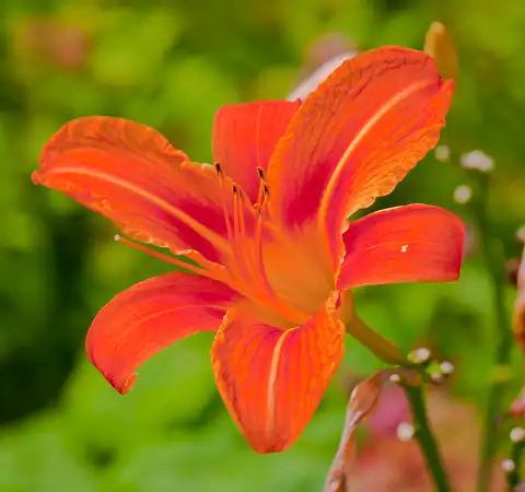 Foto dokumenter Hemerocallis fulva