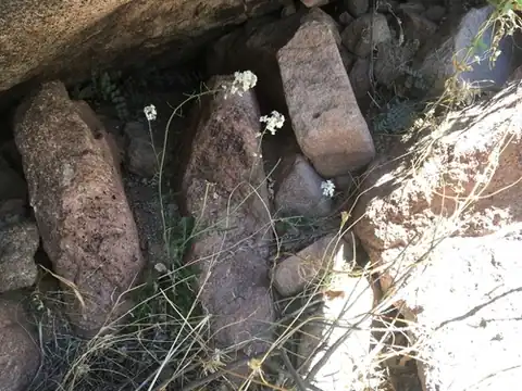 Foto dokumenter Dryopetalon runcinatum
