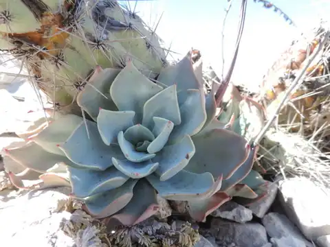 Foto dokumenter Echeveria strictiflora