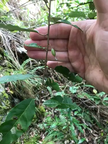 Foto dokumenter Elaeagnus glabra