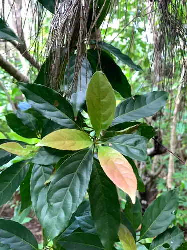 Foto dokumenter Elaeocarpus argenteus