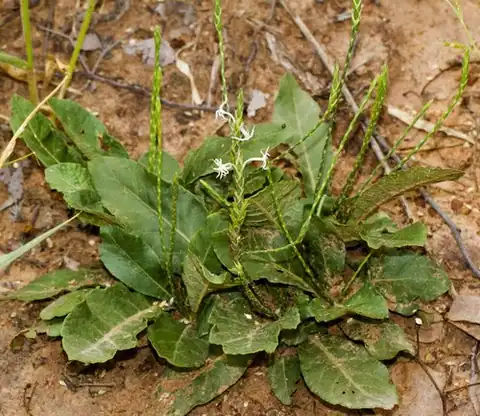 Foto dokumenter Elytraria acaulis