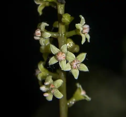 Foto dokumenter Embelia tsjeriam-cottam