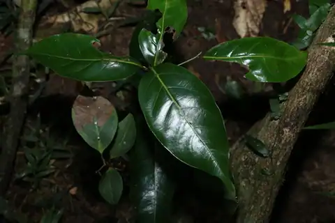 Foto dokumenter Endiandra globosa