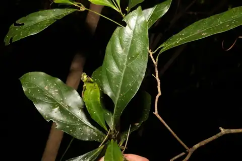 Foto dokumenter Endiandra virens