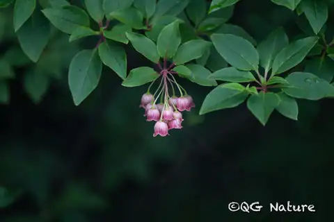 Foto dokumenter Enkianthus deflexus