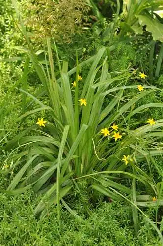 Foto dokumenter Hypoxis angustifolia