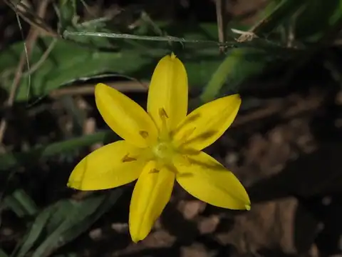 Foto dokumenter Hypoxis aurea