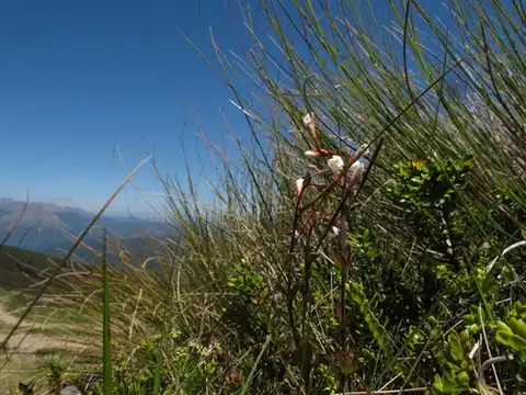 Foto dokumenter Epilobium chlorifolium