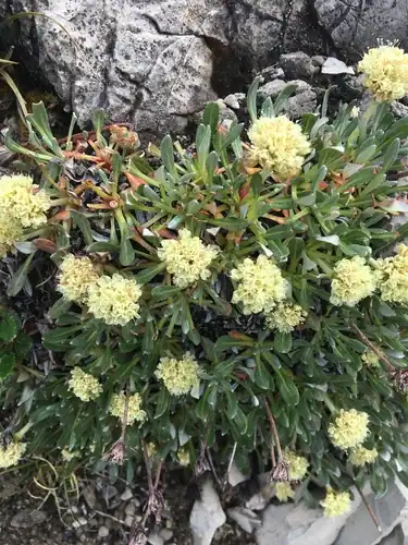 Foto dokumenter Eriogonum androsaceum