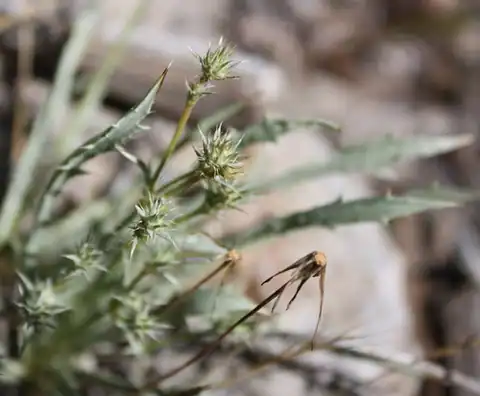 Foto dokumenter Eryngium aristulatum