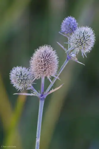 Foto dokumenter Eryngium articulatum