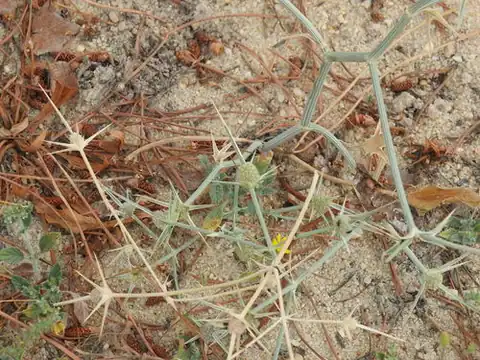 Foto dokumenter Eryngium corniculatum