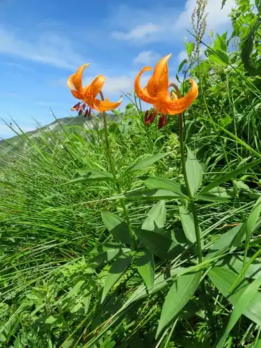 Foto dokumenter Lilium medeoloides