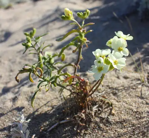 Foto dokumenter Erysimum concinnum