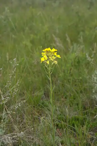 Foto dokumenter Erysimum inconspicuum