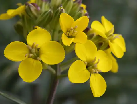 Foto dokumenter Erysimum insulare