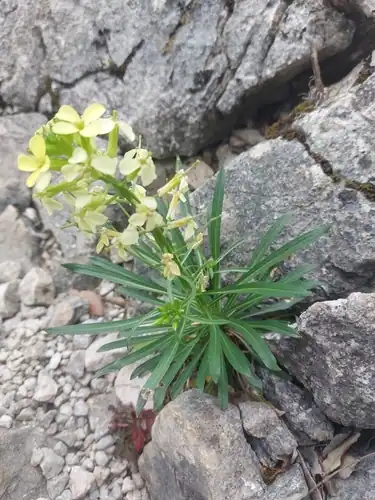 Foto dokumenter Erysimum nevadense