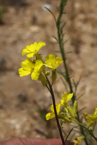 Foto dokumenter Erysimum siliculosum