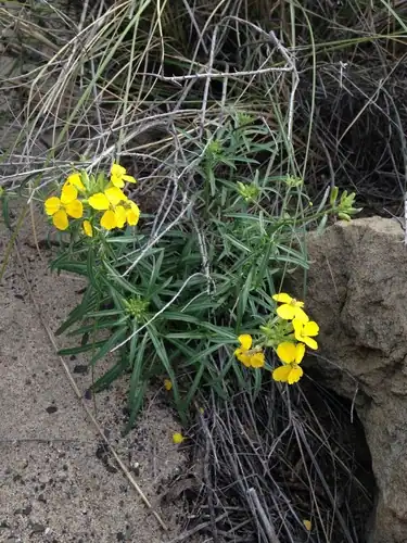 Foto dokumenter Erysimum suffrutescens