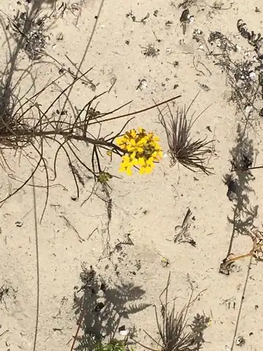 Foto dokumenter Erysimum teretifolium