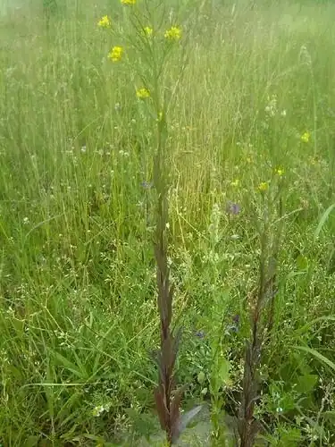 Foto dokumenter Erysimum virgatum