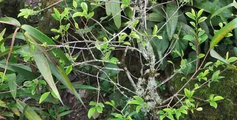 Foto dokumenter Erythroxylum coca