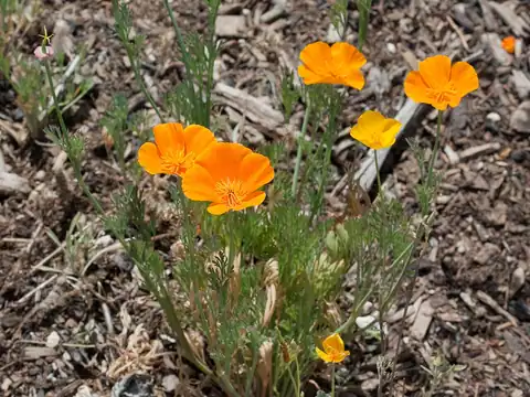 Foto dokumenter Eschscholzia californica